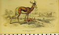 Original Old Antique Print Springer Springbock Animal C1850 Hand Coloured 19th