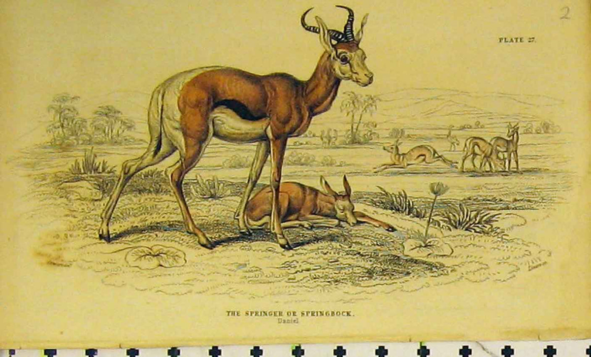 Original Old Antique Print Springer Springbock Animal C1850 Hand Coloured 19th