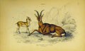 Original Old Antique Print Aegagrus Animal Baby C1850 Hand Coloured Victorian