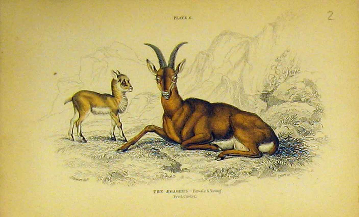 Original Old Antique Print Aegagrus Animal Baby C1850 Hand Coloured Victorian