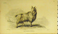 Original Old Antique Print C1850 Wool Bearing Antelope Animal Hand Coloured