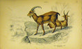 Original Old Antique Print Aegagrus Male Animal C1850 Hand Coloured Victorian
