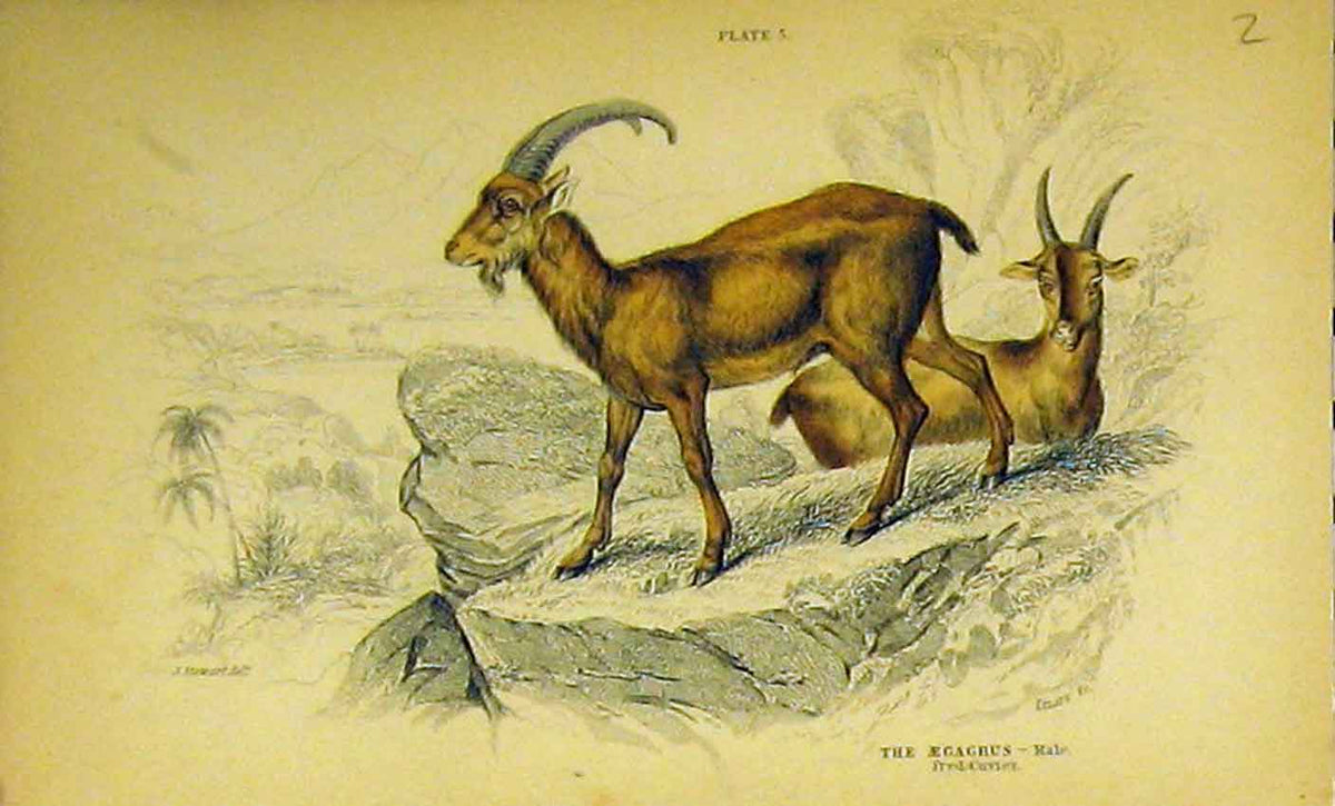 Original Old Antique Print Aegagrus Male Animal C1850 Hand Coloured Victorian