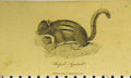 Original Old Antique Print 1801 Striped Squirrel Animal Bushy Tail 19th Century