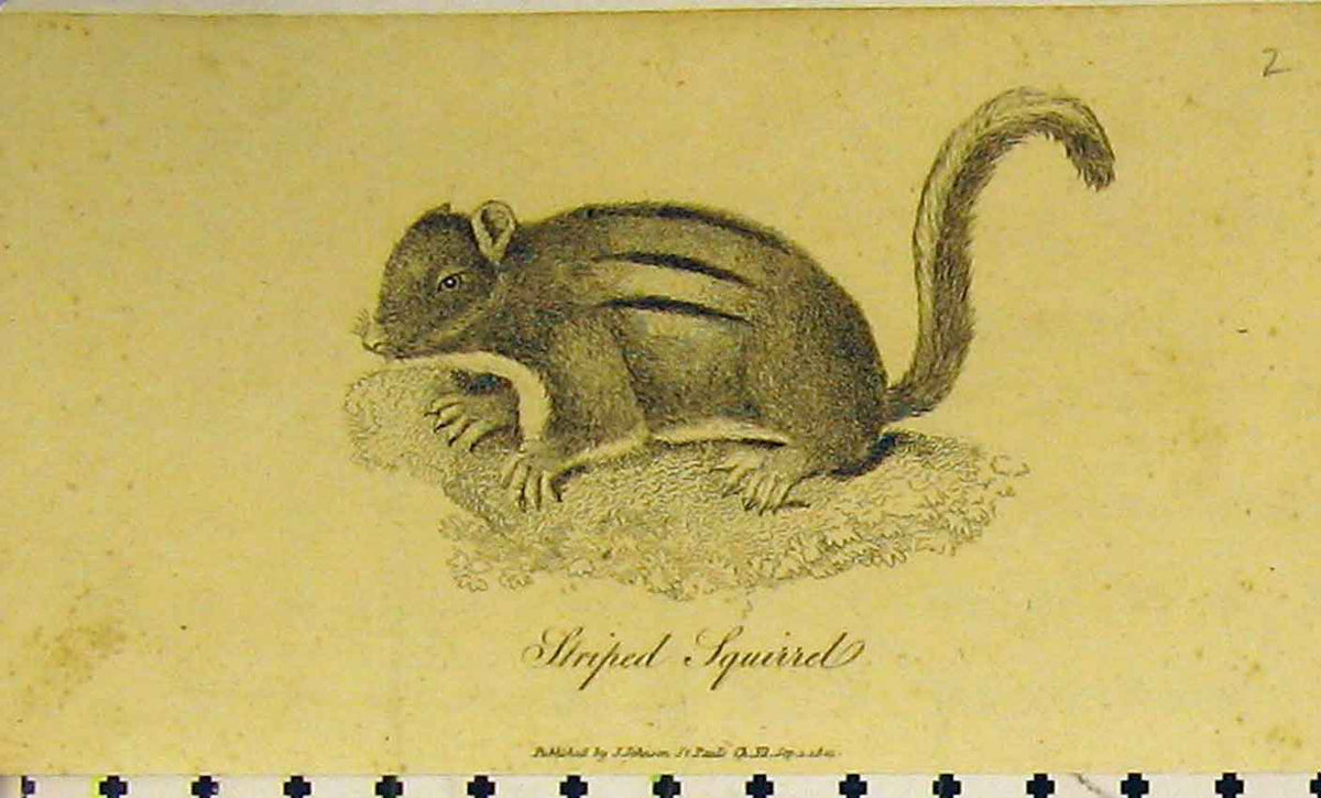 Original Old Antique Print 1801 Striped Squirrel Animal Bushy Tail 19th Century