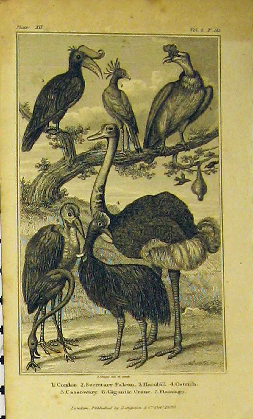 Original Old Antique Print 1820 Birds Condor Falcon Hornbill Ostrich Flamingo