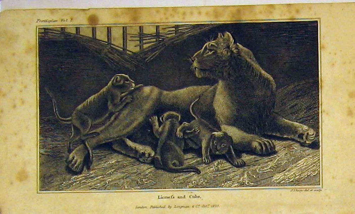 Original Old Antique Print 1820 Lioness Cubs Dangerous Animals 19th Century