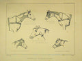 Original Old Antique Print C1840 Horse Bandaging Bronchotomy Poultice Absecess