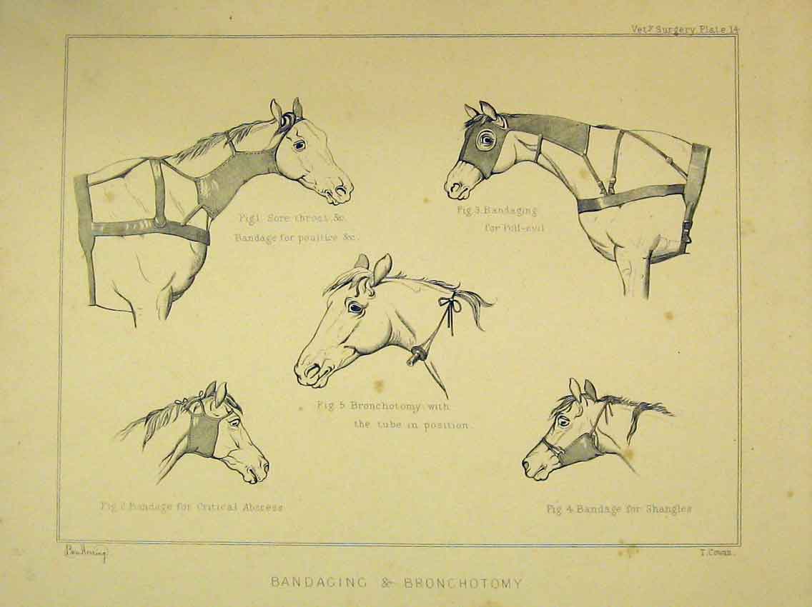 Original Old Antique Print C1840 Horse Bandaging Bronchotomy Poultice Absecess
