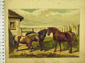 Original Old Antique Print C1840 Colour Horses Sheltie Forest Pony Country 19th