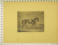 Original Old Antique Print C1845 Race Horse Blue Bonnet Course Cook Victorian
