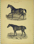 Original Old Antique Print C1845 Natural History Race Horses Country Victorian