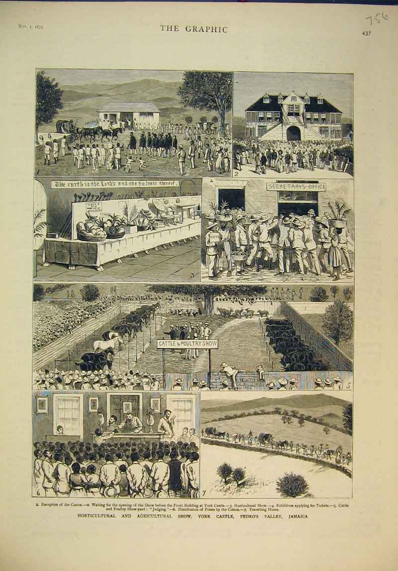 Old Antique Print 1879 Horticultural Agricultural Show York Pedro Jamaica 19th