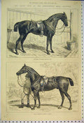 Old Antique Print 1874 Horse Show Prince Wales Cob Bob Armstrong Cashier 19th