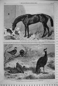 Old Antique Print 1863 Horse Clifden St Leger Birds Pigeon Derbyan Regent 19th