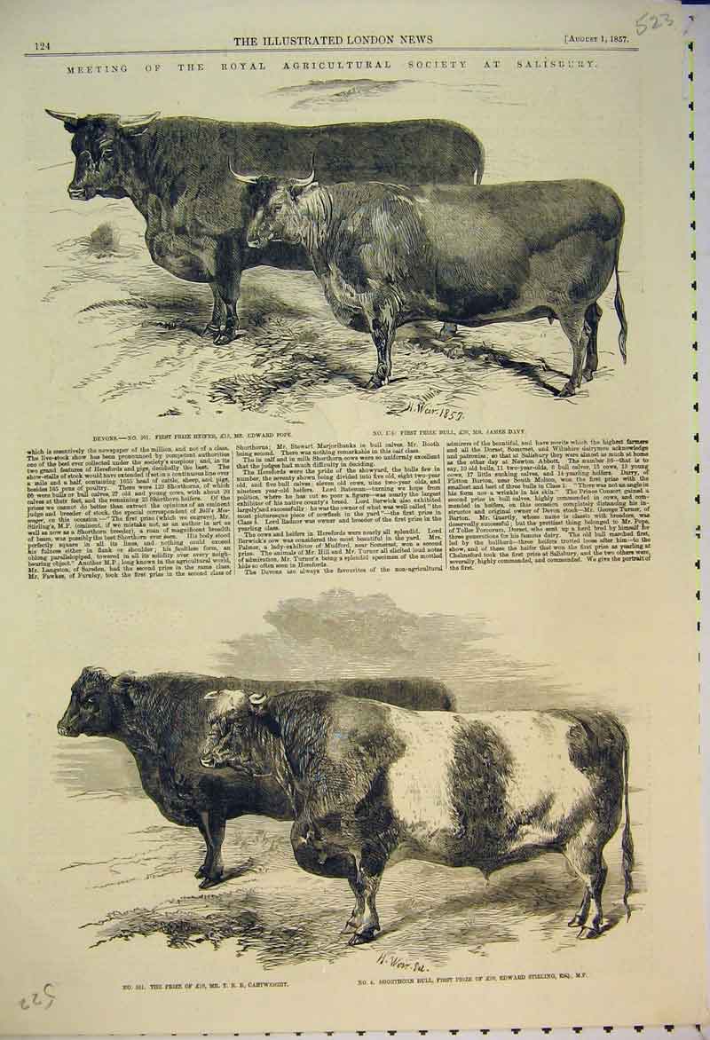 Old Antique Print Salisbury Show 1857 Heifer Bull Shorthorn Cattle Davy 19th