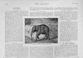 Original Old Antique Print Rajah Royal Tusker Elephant From Manipur India 1893