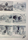 Original Old Antique Print How Lion Became Afraid Man 1896 Africa 19th