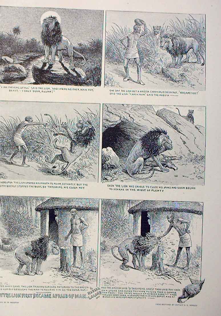 Original Old Antique Print How Lion Became Afraid Man 1896 Africa 19th