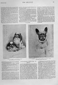 Original Old Antique Print King & Queens Favourite Dogs 1901 20th