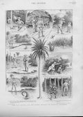 Original Old Antique Print Wily Shikari & Greedy Saurian An Ingenious Expedient
