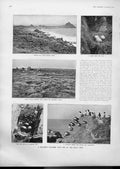 Original Old Antique Print Puffins Sea Bird Paradise Scilly Islands 1905 20th