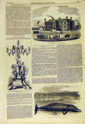 Original Old Antique Print Artillery Militia Barracks Spanish Bondher Whale