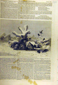 Original Old Antique Print 1857 Covey Wolf Fine Art Gfinch Partridges Victorian