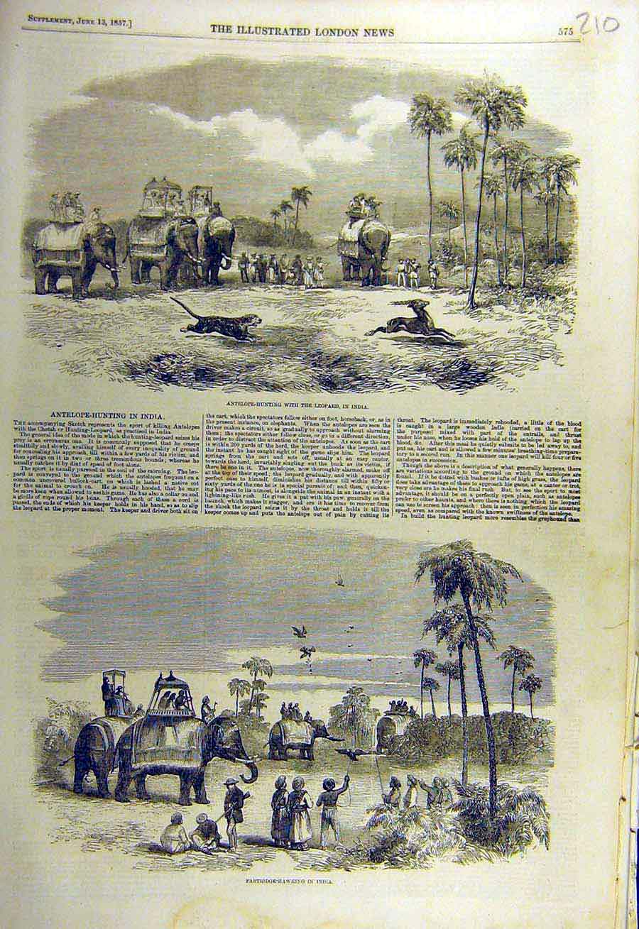 Original Old Antique Print 1857 Antelope Hunting Leopard India Partridge Hawking