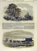 Original Old Antique Print Sketches Buenos Ayres Hedge-Row Ox-Carts Pampas 1858