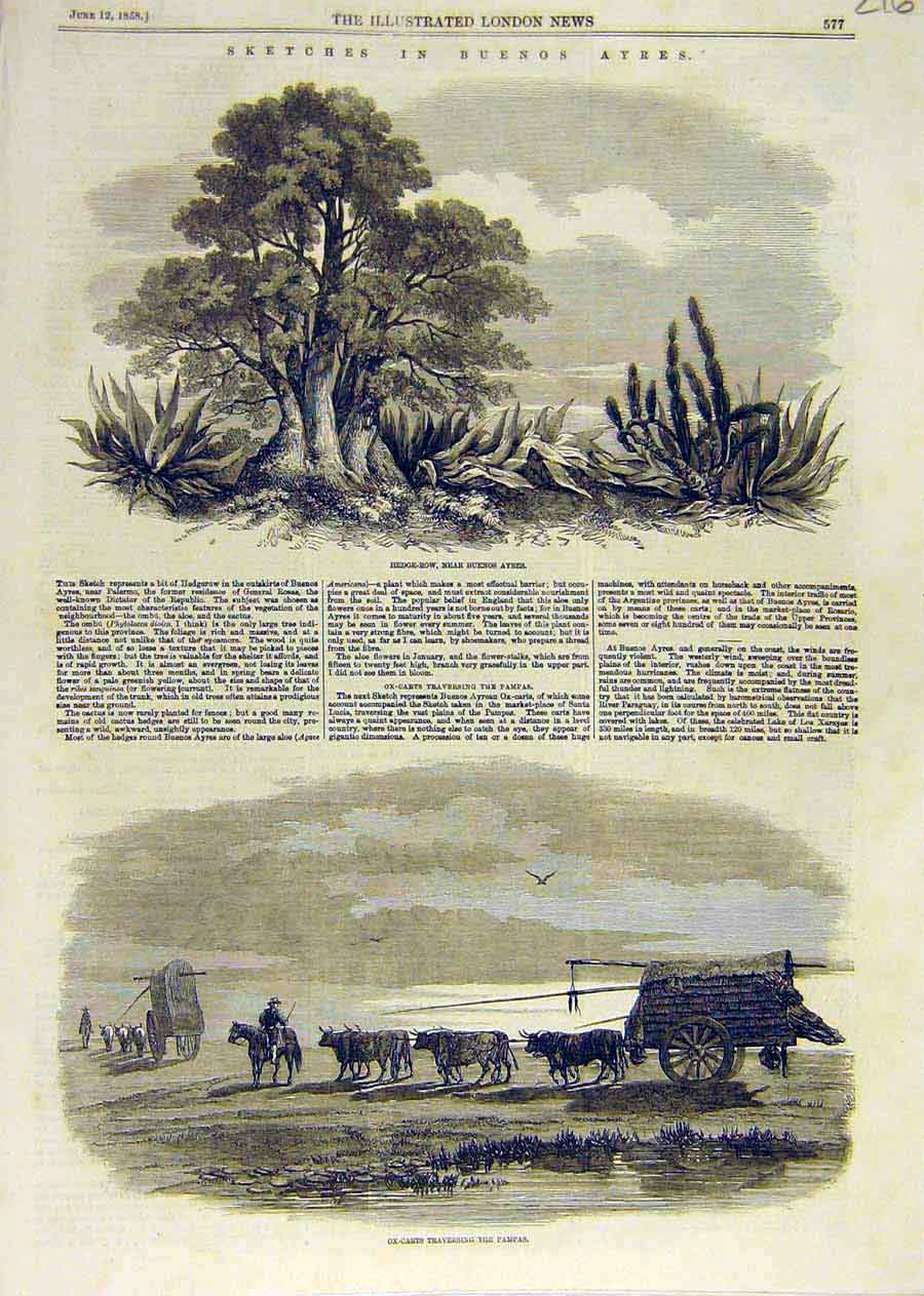 Original Old Antique Print Sketches Buenos Ayres Hedge-Row Ox-Carts Pampas 1858