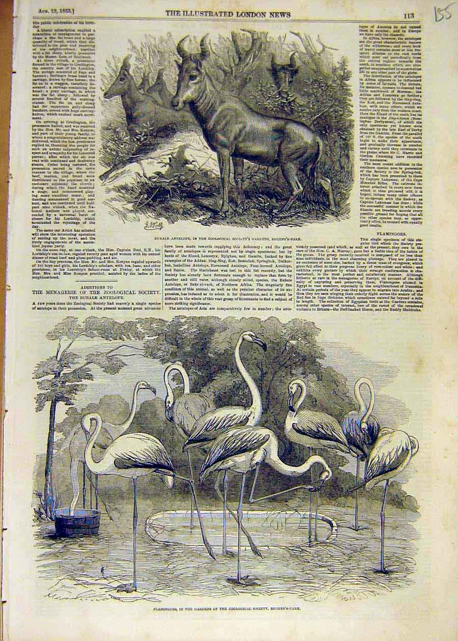 Original Old Antique Print 1853 Bubale Antelope Zoo Animal Flamingoes Birds 19th