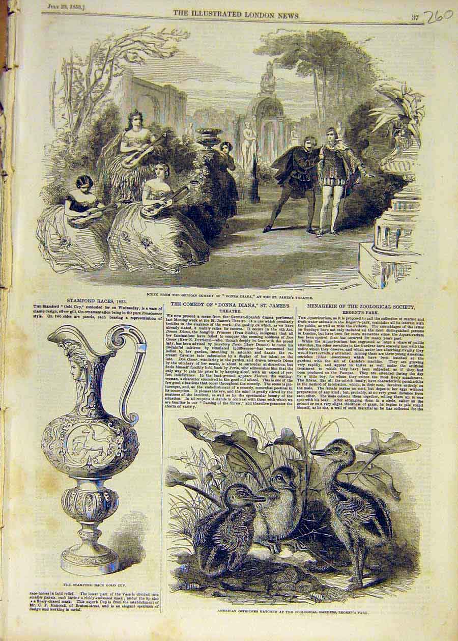 Old Antique Print 1853 Theatre Comedy Donna Diana Stamford Cup Ostriches 19th