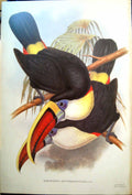 Old Print Fascimile John Gould Bird Ramphastos Erythrorhynchus Gmel Red Billed