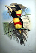 Old Print Fascimile John Gould Prince Maximilian'S Aracari Pteroglossus Wiedi Strum Bird