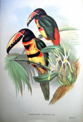 Antique Print Fascimile John Gould Pteroglossus Torquatus Collared Aracari Wagl.Bird