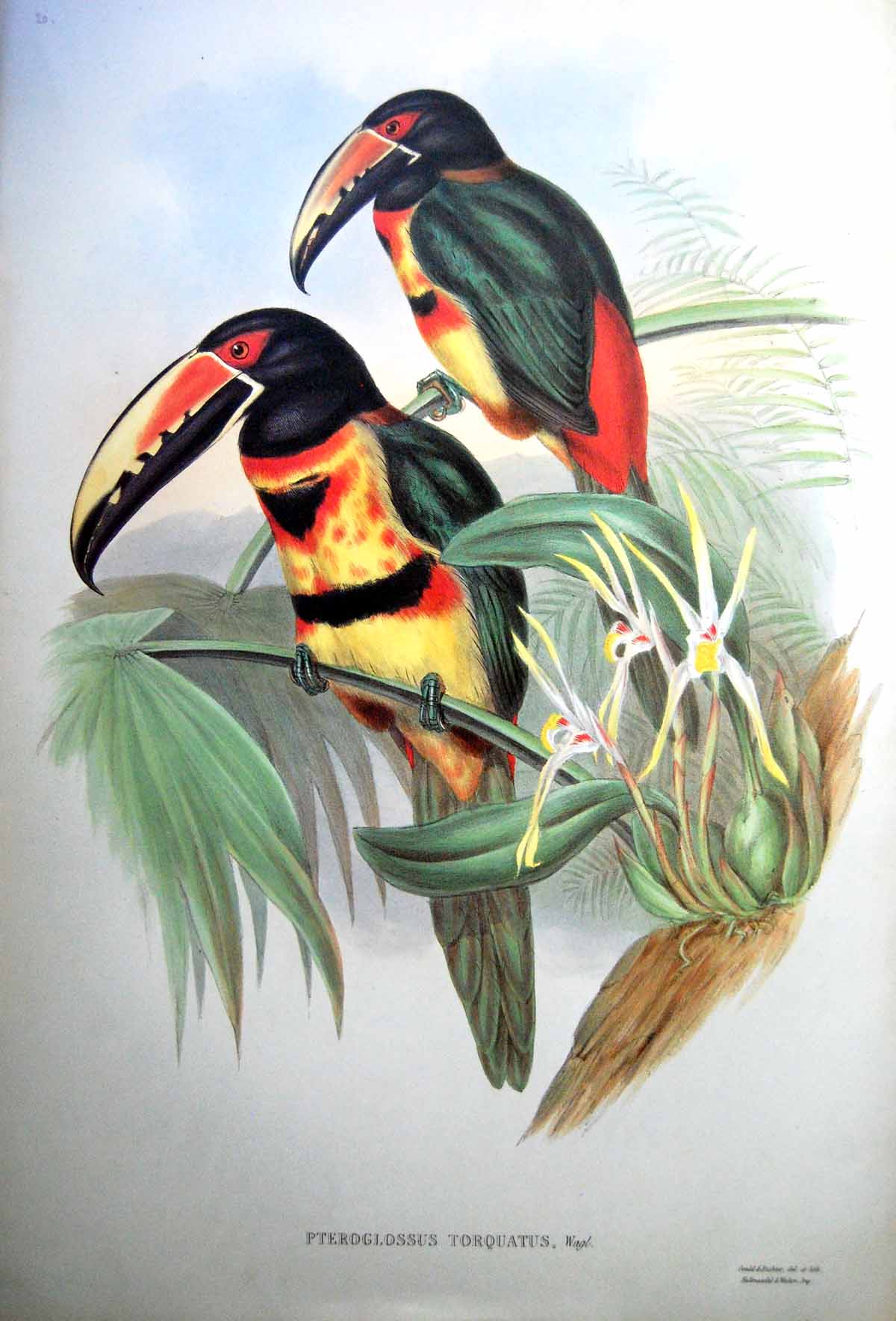 Antique Print Fascimile John Gould Pteroglossus Torquatus Collared Aracari Wagl.Bird