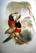 Antique Print Fascimile John Gould Double Collared Aracari Pteroglossus Bitorquatus