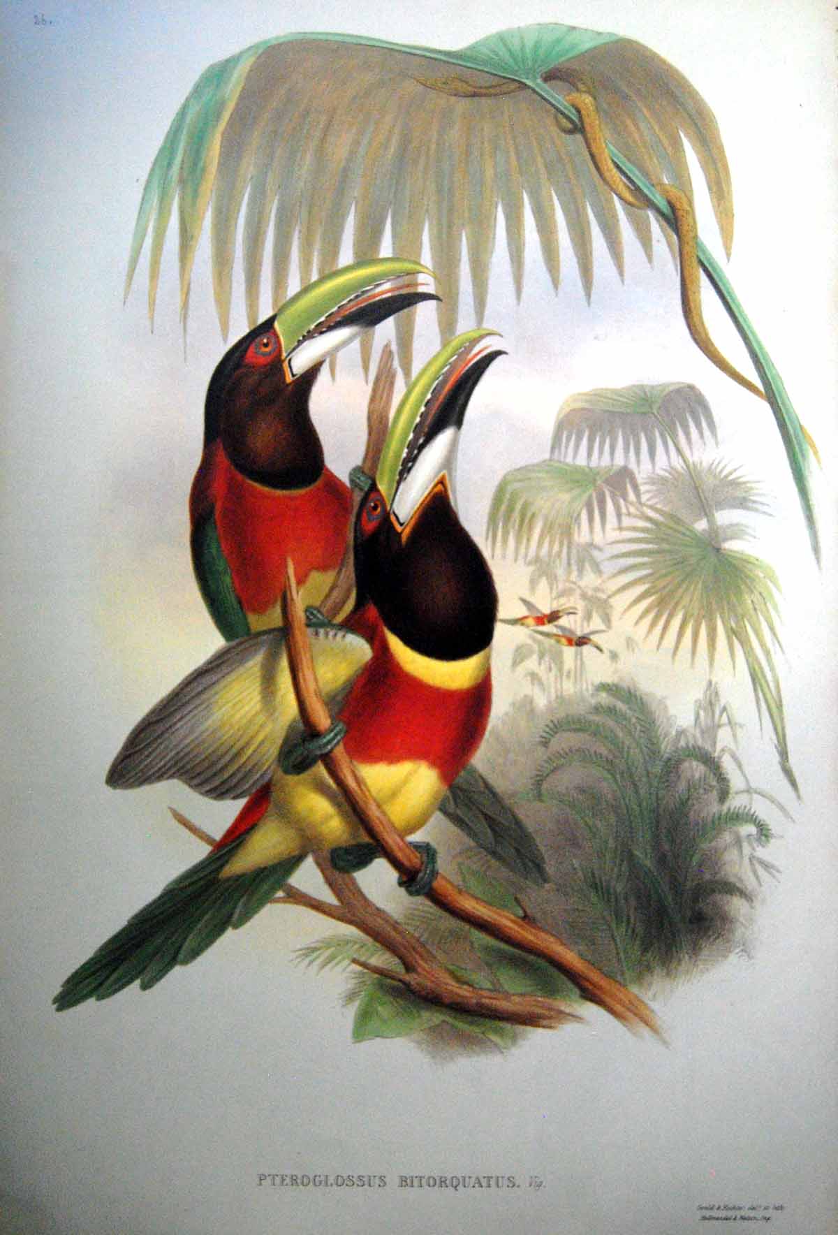 Antique Print Fascimile John Gould Double Collared Aracari Pteroglossus Bitorquatus