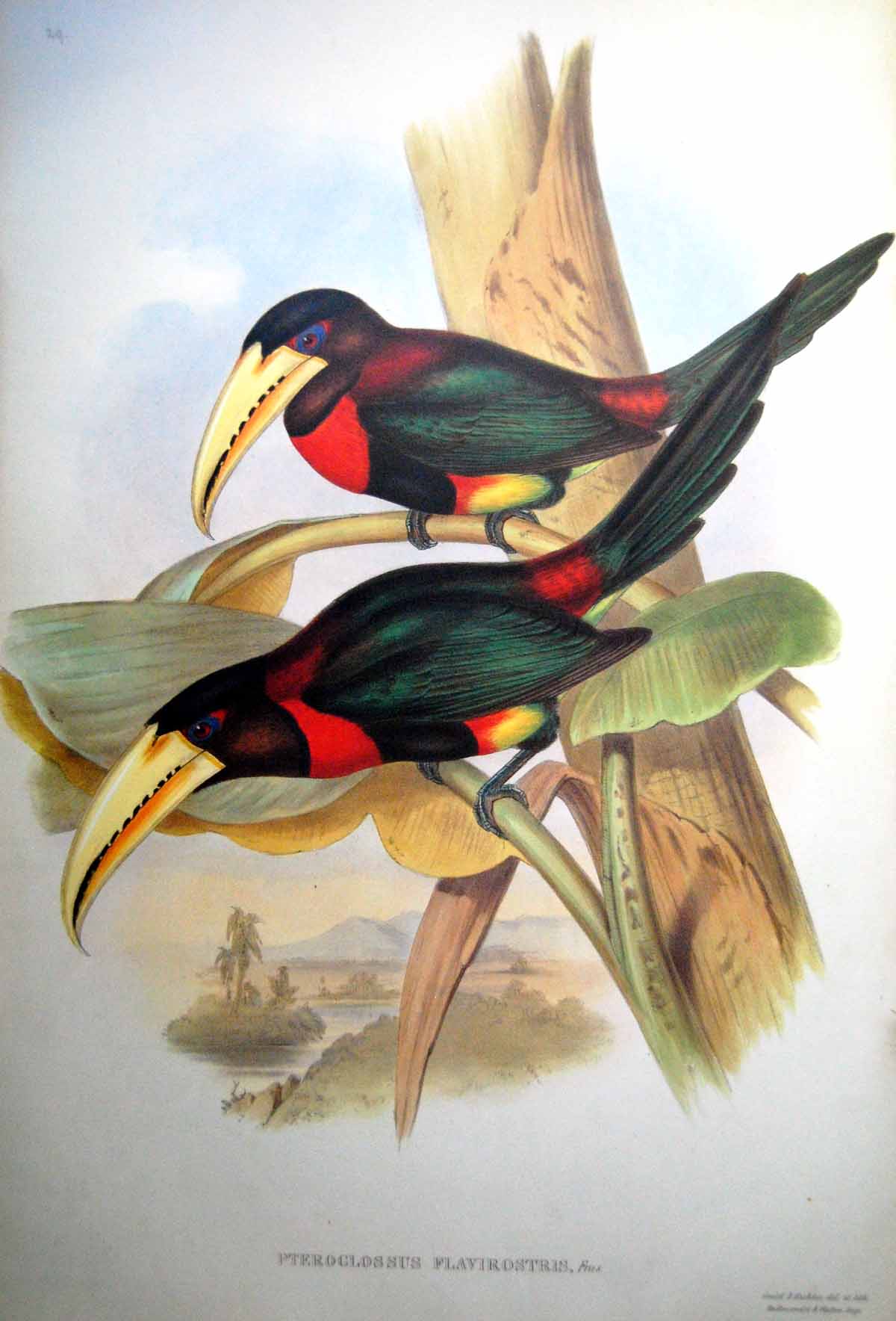 Old Print Fascimile Pteroglossus Flavirostris Fras. John Gould Yellow Billed Aracai Bird