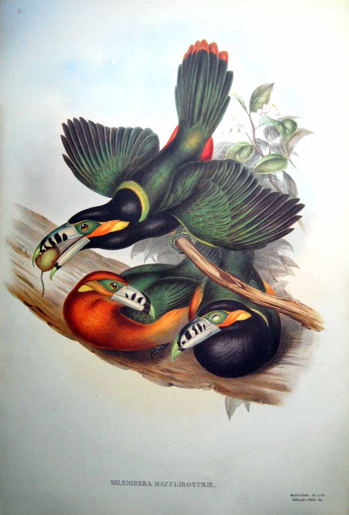 Old Fascimile Selenidera Maculirostris Spotted Billed Toucanet John Gould Bird