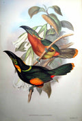 Antique Fascimile Selenidera Langsdorffl John Gould Langsdorff'S Toucanet Dark Brown