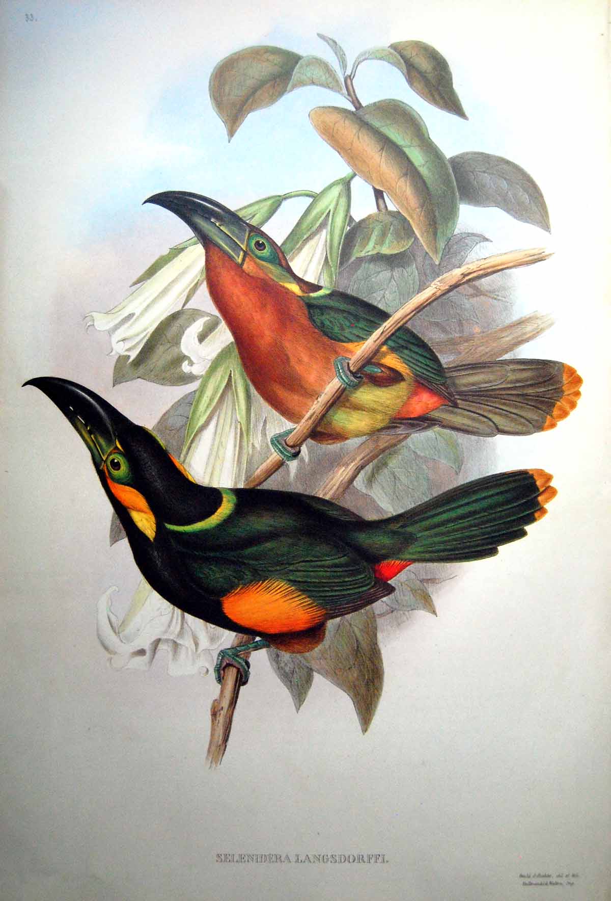 Antique Fascimile Selenidera Langsdorffl John Gould Langsdorff'S Toucanet Dark Brown