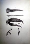 Antique Fascimile Anatomy The Toucan Gould Beak Windpipe Larynx PharynxPages Text