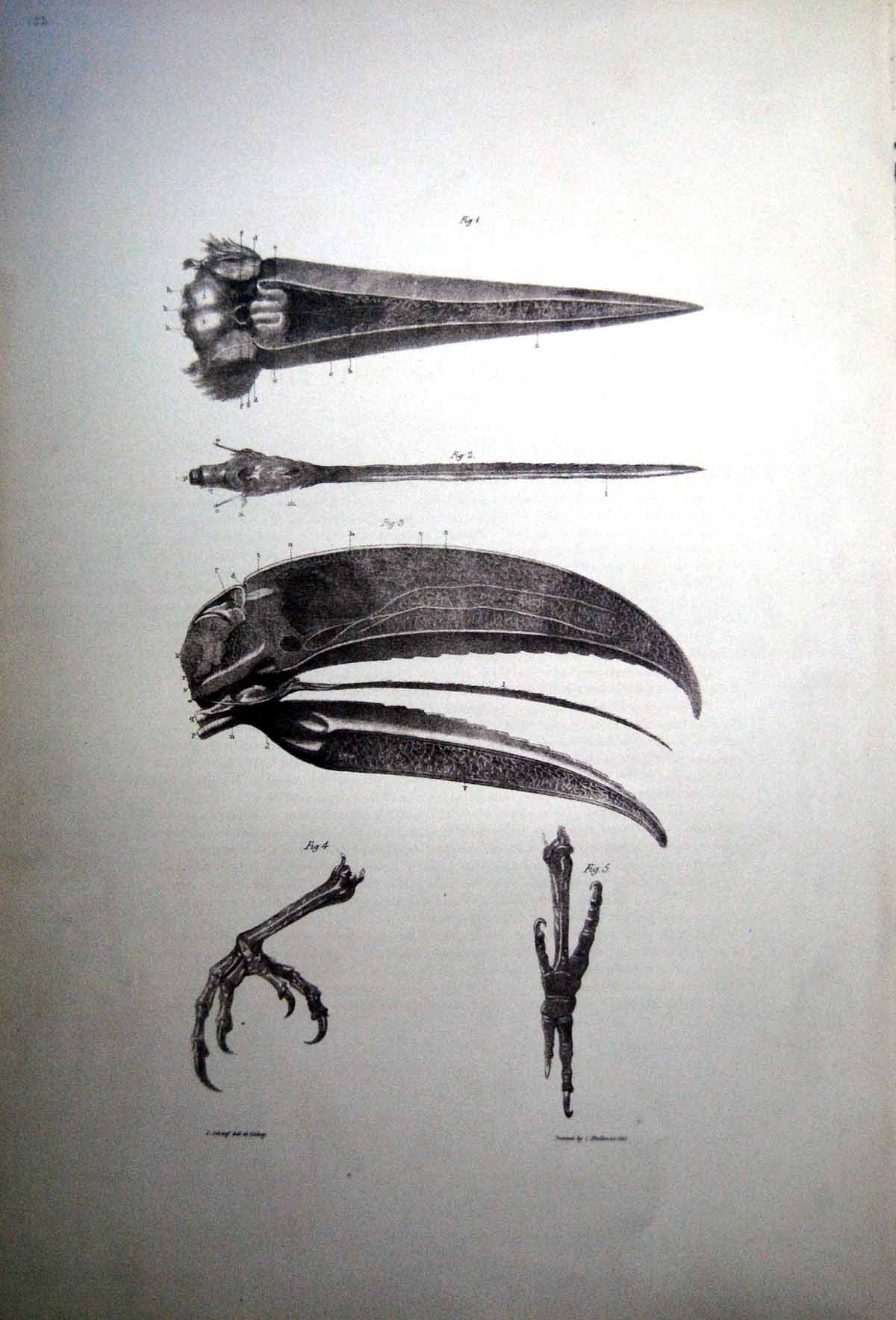 Antique Fascimile Anatomy The Toucan Gould Beak Windpipe Larynx PharynxPages Text