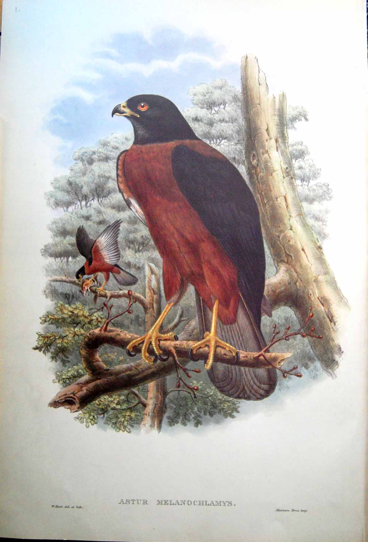 Old Print Fascimile John Gould Astur Melanochlamys Black Mantled Goshawk Arfak Mountains