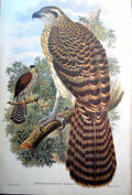Old Print Fascimile Erythrotriorchis Dorlae John Gould Marqius Doria'S Goshawk New Guinea