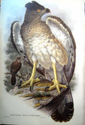 Print Fascimile New Guinea Harpy Eagle John Gould Harpyopsis Novae Guineae Salvad Stunning