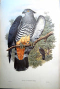 Print Fascimile Baza Gurneyi Ramsay John Gould Gurney'S Cuckoo Falcon Stunning Solomon Islands