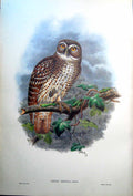 Old Print Fascimile Ninox Odiosa Sclater John Gould New Britain Hawk Owl Rev George Brown